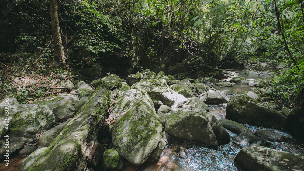 River in the forest.