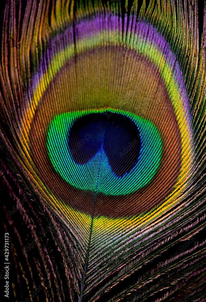 Naklejka premium Background, wallpaper, texture. Part of beautiful peacock tail in dark