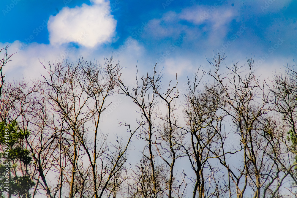 Obraz premium clouds in the sky