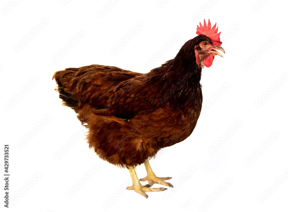 Fototapeta premium Chicken eggs Rhode Island Red hen isolated on white background.