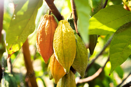 Cacao tree with cacao pods in a organic farm..