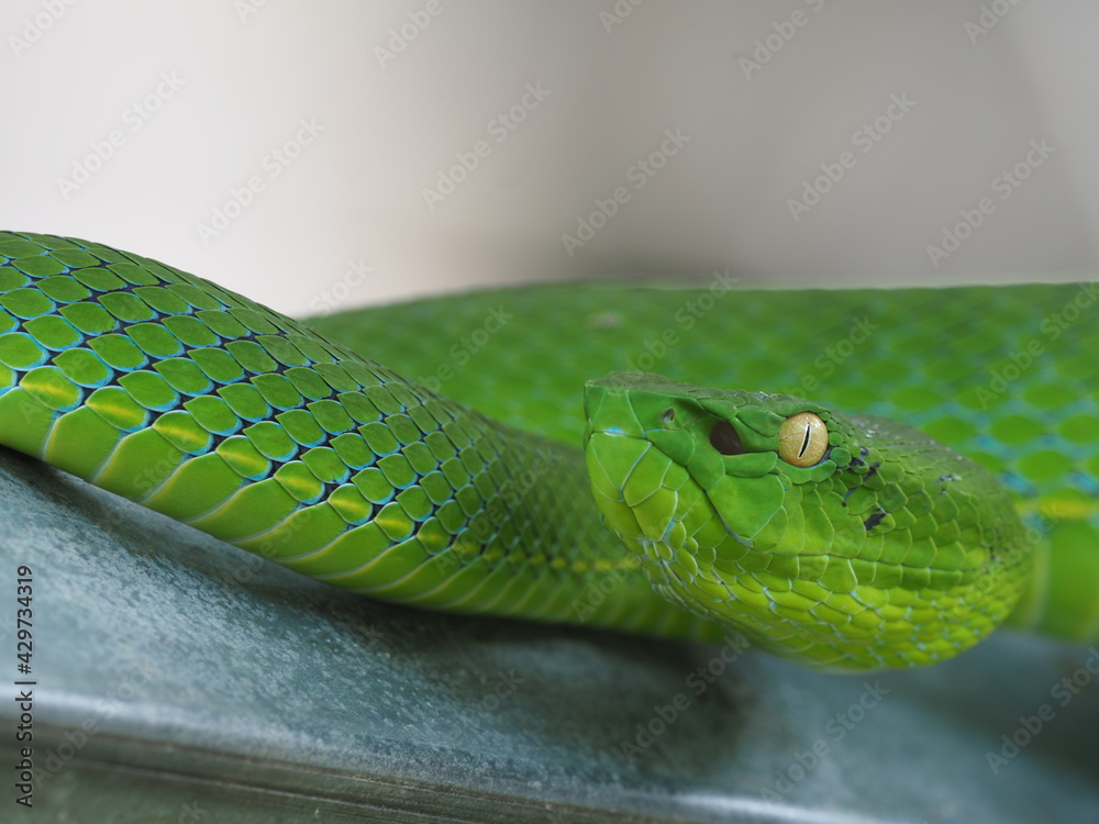 Foto de The Vogel’s Green Pit Viper is largely arboreal (lives in trees