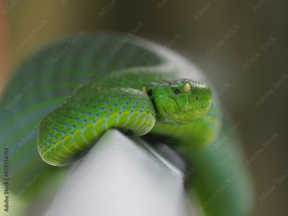 Foto de The Vogel’s Green Pit Viper is largely arboreal (lives in trees