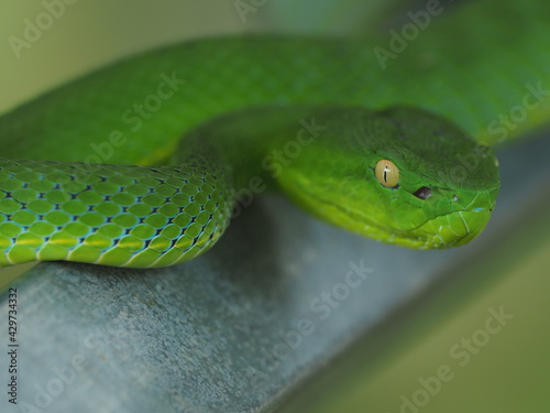 The Vogel’s Green Pit Viper is largely arboreal (lives in trees) like many other Pit vipers. Big green Snake