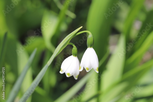早春の公園に咲くスノーフレークの白い花 © 俊朗 浅川