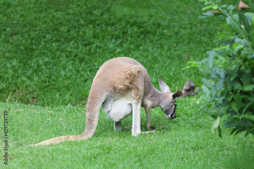 The kangaroo is stay and eat grass in garden