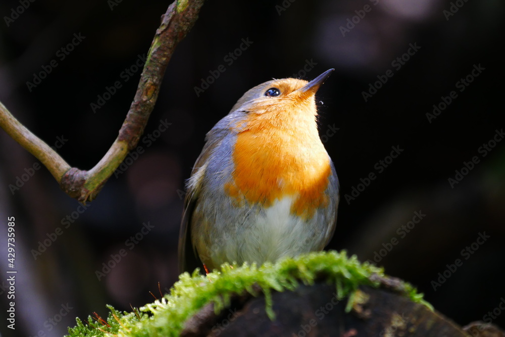 Fototapeta premium robin sits on a moss covered tree trunk and sunbathes Erithacus rubecula