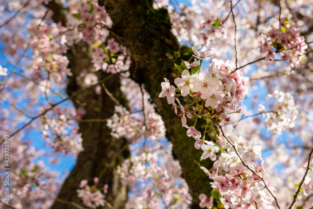 Cherry blossoms show along a walking path amongst buildings Cherry blossoms show along a walking path amongst buildings