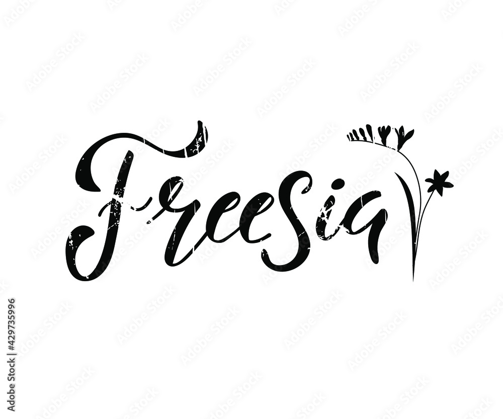 Hand sketched word freesia. Floral label. Suitable for ads, signboards, identity and wedding designs. Hand sketched word freesia. Floral label. Suitable for ads, signboards, identity and wedding designs.