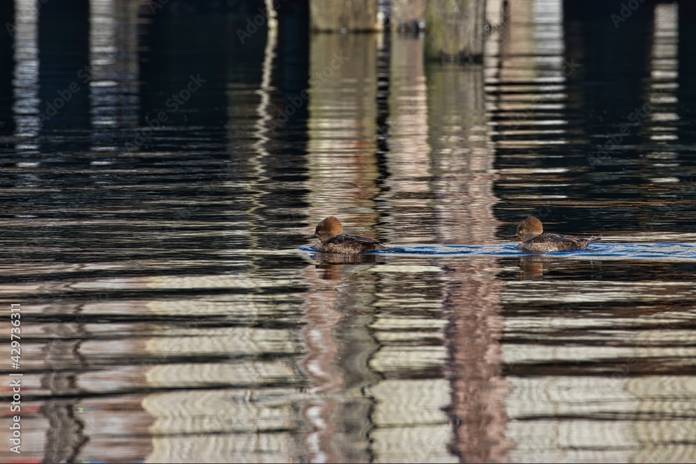 two ducks swimming on a reflective body of water