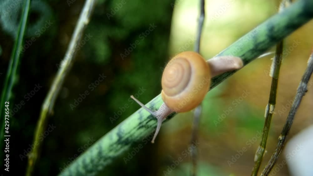 A little snail was climbing up a wild orchid after a heavy rain. A little snail was climbing up a wild orchid after a heavy rain.