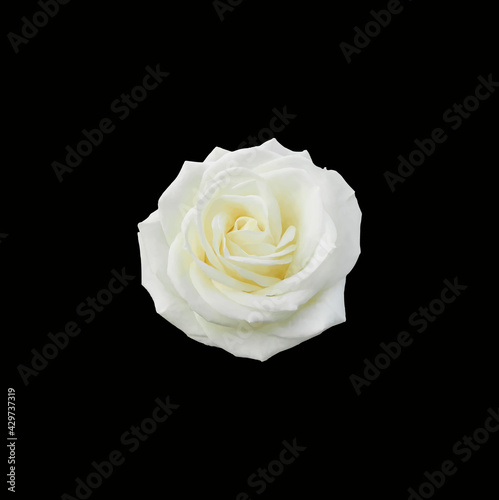 Rose. White flower close-up on black background. Vector graphics. Material for printing on paper or fabric.