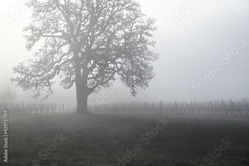 An iconic oak tree stands out in a misty view of an Oregon vineyard, winter vines behind, soft glow from the fog.