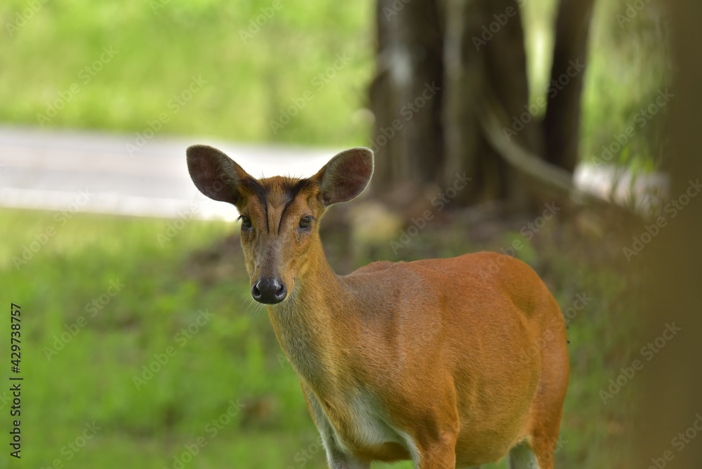 Barking deer is very beautiful decoration in the wild and remain in the Khao-yai national park of Thai land. Barking deer is very beautiful decoration in the wild and remain in the Khao-yai national park of Thai land.