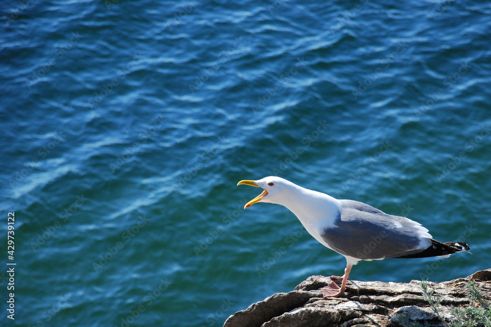 A white gull on the shore with its wings outstretched screams. Birds on Lake Baikal A white gull on the shore with its wings outstretched screams. Birds on Lake Baikal