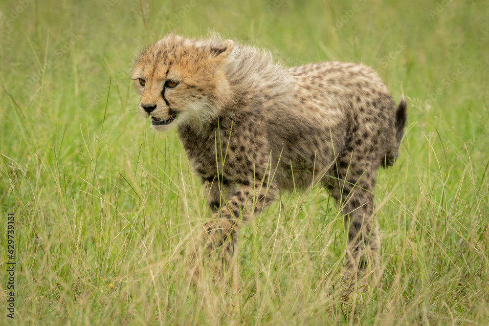 Fototapeta premium Cheetah cub walks through grass lifting paw