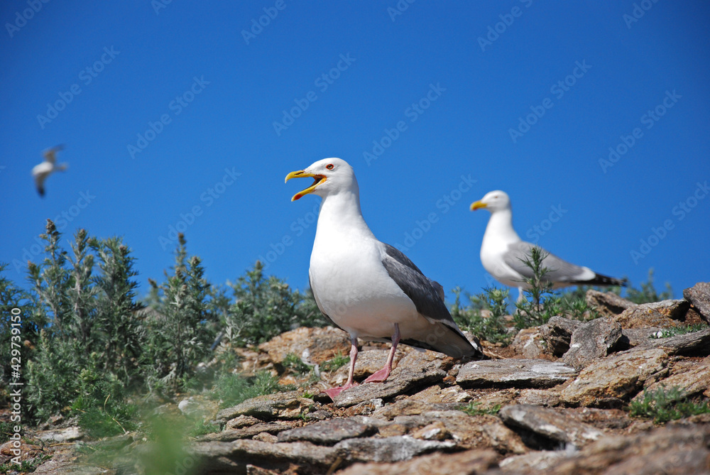 Obraz premium A white gull on the shore with its wings outstretched screams. Birds on Lake Baikal