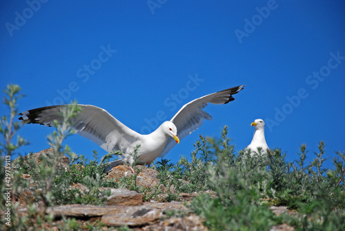 A white gull on the shore with its wings outstretched screams. Birds on Lake Baikal
