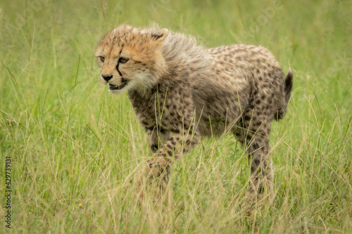Cheetah cub walks through grass lifting paw
