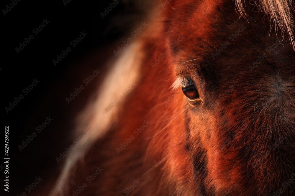 Fotografie, Obraz close up of a shetland pony
