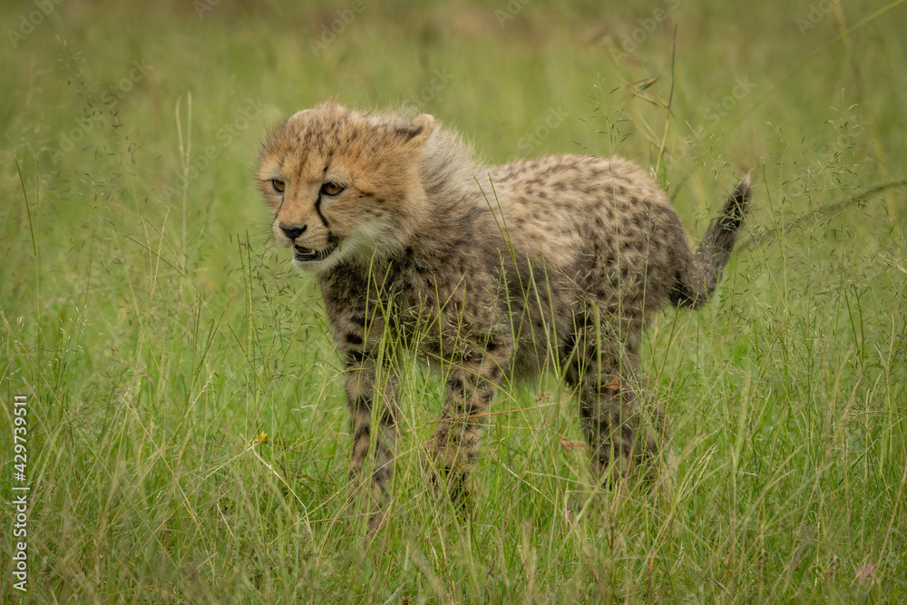 Naklejka premium Cheetah cub stands in grass looking left