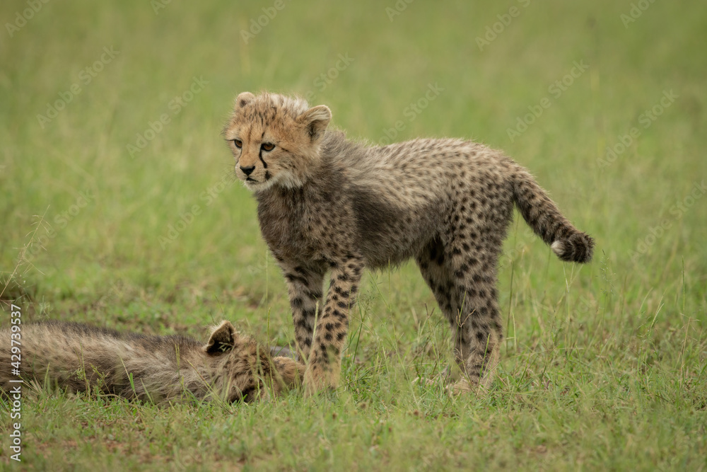 Fototapeta premium Cheetah cub stands facing left over another