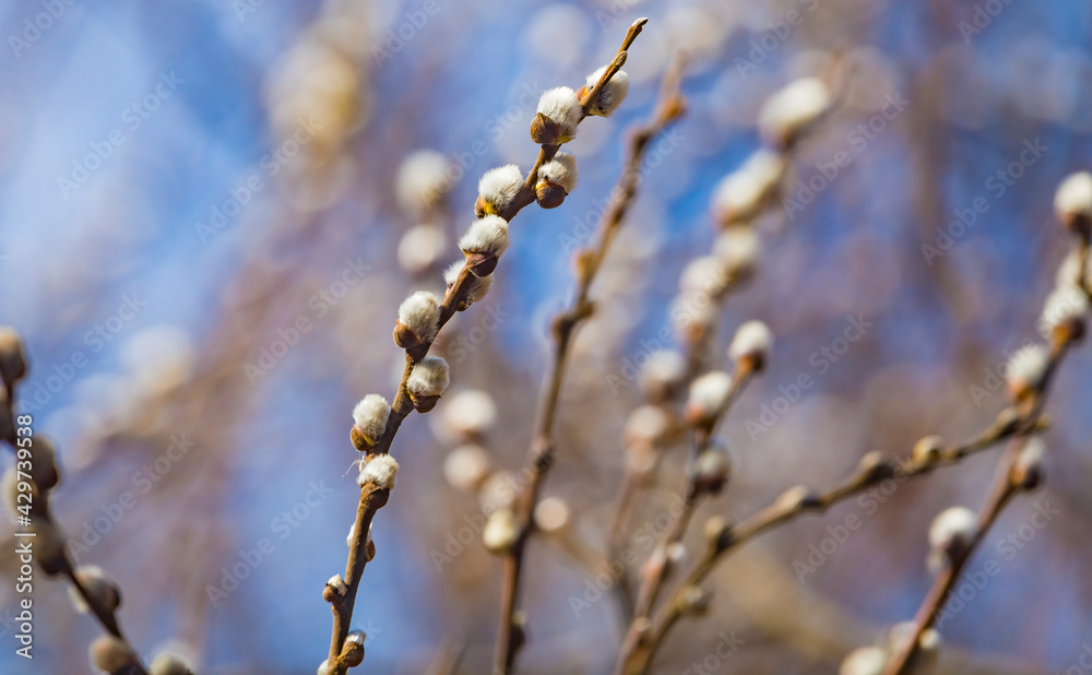 Pussy willow branches with catkins, soft fluffy spring buds in sunlight. Early spring Easter background. Text space. Traditional decoration for Palm Sunday in Europe. Pussy willow branches with catkins, soft fluffy spring buds in sunlight. Early spring Easter background. Text space. Traditional decoration for Palm Sunday in Europe.