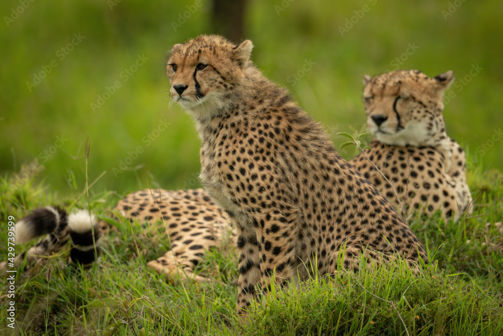 Cheetah cub sitting beside mother in grass Cheetah cub sitting beside mother in grass