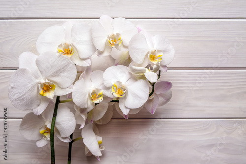 A branch of white orchids on a white wooden background

