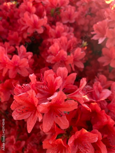 red dahlia flowers