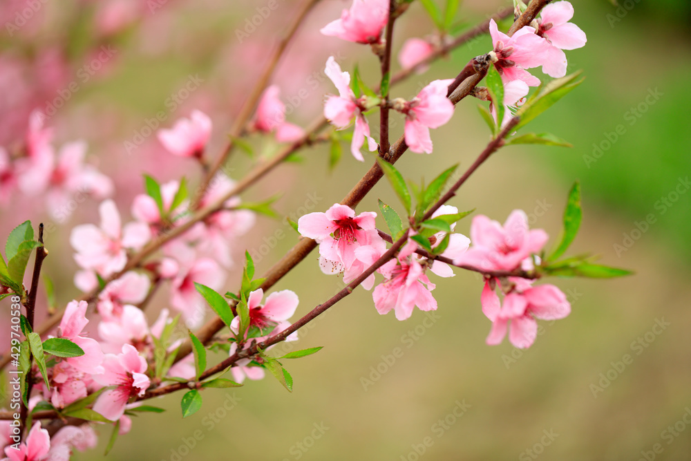 Peach trees blossom in spring