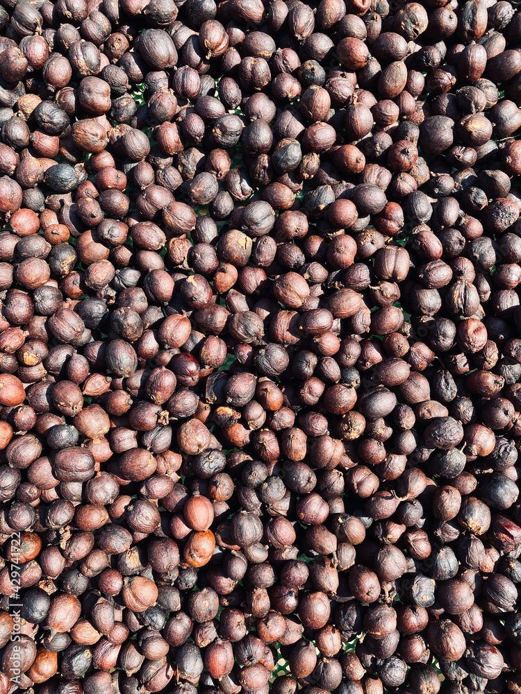 Dried Coffee Cherry background. Coffee beans drying in the sun. Coffee plantations. Dry / Natural Process. Dried Coffee Cherry background. Coffee beans drying in the sun. Coffee plantations. Dry / Natural Process.