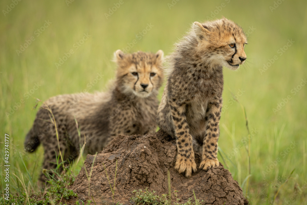 Obraz premium Cheetah cub stands on mound with another