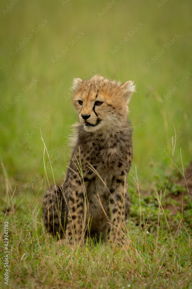 Obraz premium Cheetah cub sits in grass turning left
