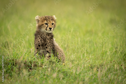 Tela Cheetah cub sits on grass looking right