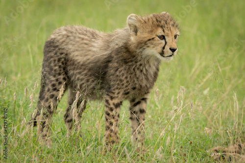 Cheetah cub stands looking ahead in grass