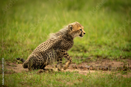 Cheetah cub sits leaning forward lifting paw