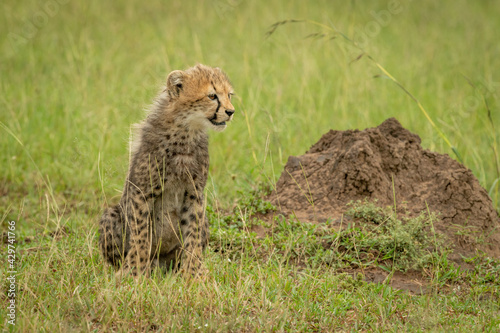 Tela Cheetah cub sits on grass facing right