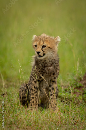 Cheetah cub sits in grass turning left