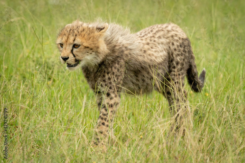 Cheetah cub walks through grass facing left