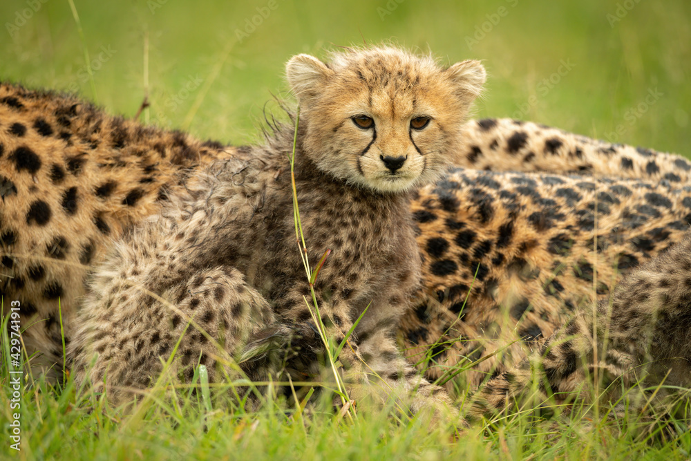 Cheetah cub sits with mother looking right Cheetah cub sits with mother looking right