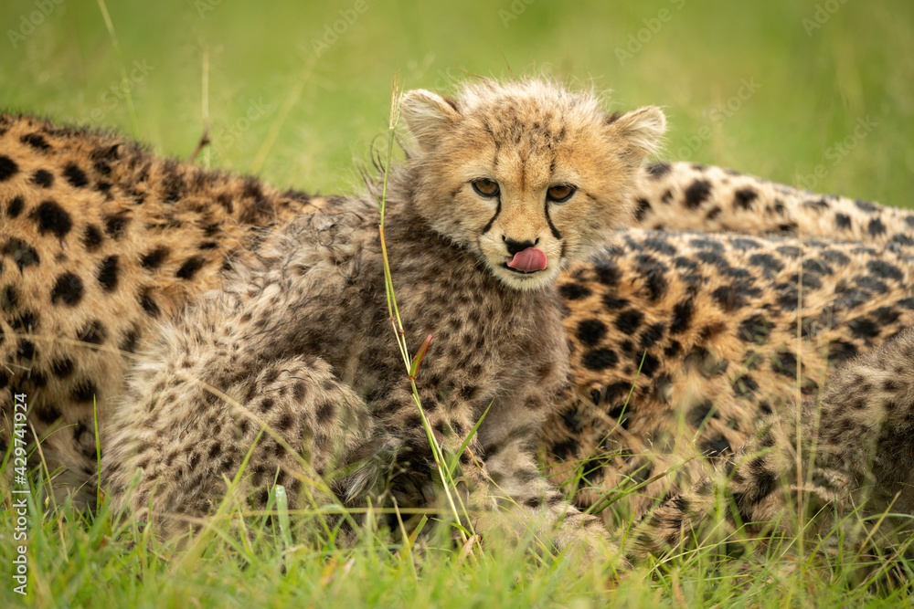 Cheetah cub sits with mother licking lips Cheetah cub sits with mother licking lips