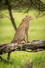 Wandcirkels Olijfgroen Cheeta welp op boomstam savanne  © Nick Dale