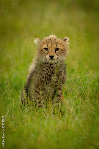 Cheetah cub sits in grass staring ahead