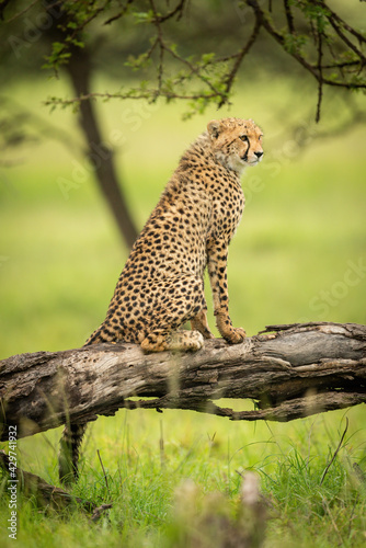 Cheetah cub sits on log looking right