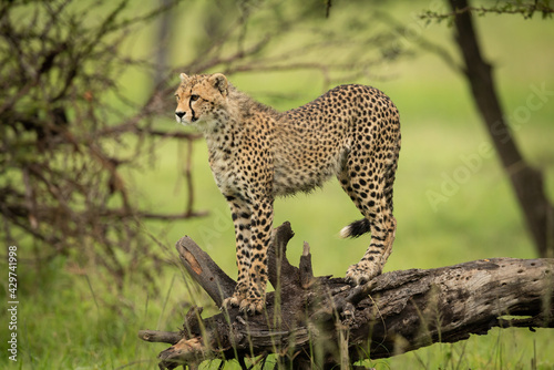 Cheetah cub stands on log looking ahead