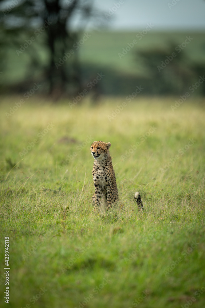 Cheetah cub sits in grass facing left Cheetah cub sits in grass facing left
