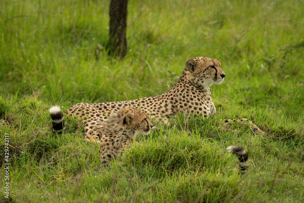 Fototapeta premium Cheetah lies beside cub on grassy mound