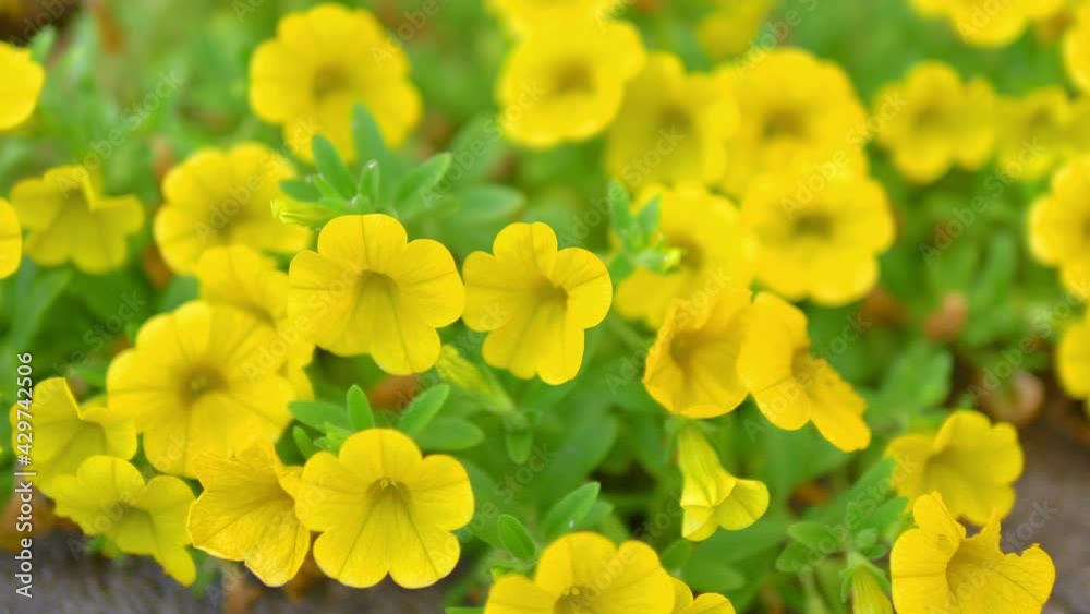Yellow Flowers background in 4k slow motion 60fps Yellow Flowers background in 4k slow motion 60fps