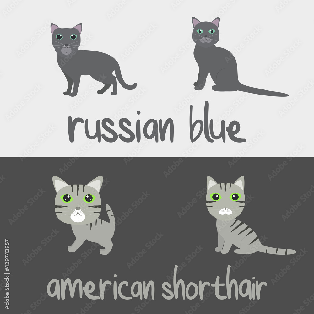 Cute Cat Breeds Cartoon Animal Illustration Type of Russian Blue and American Shorthair To Background or Wallpaper